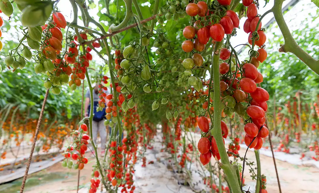 Can tomato curl leaf virus be controlled using peptide formulations？